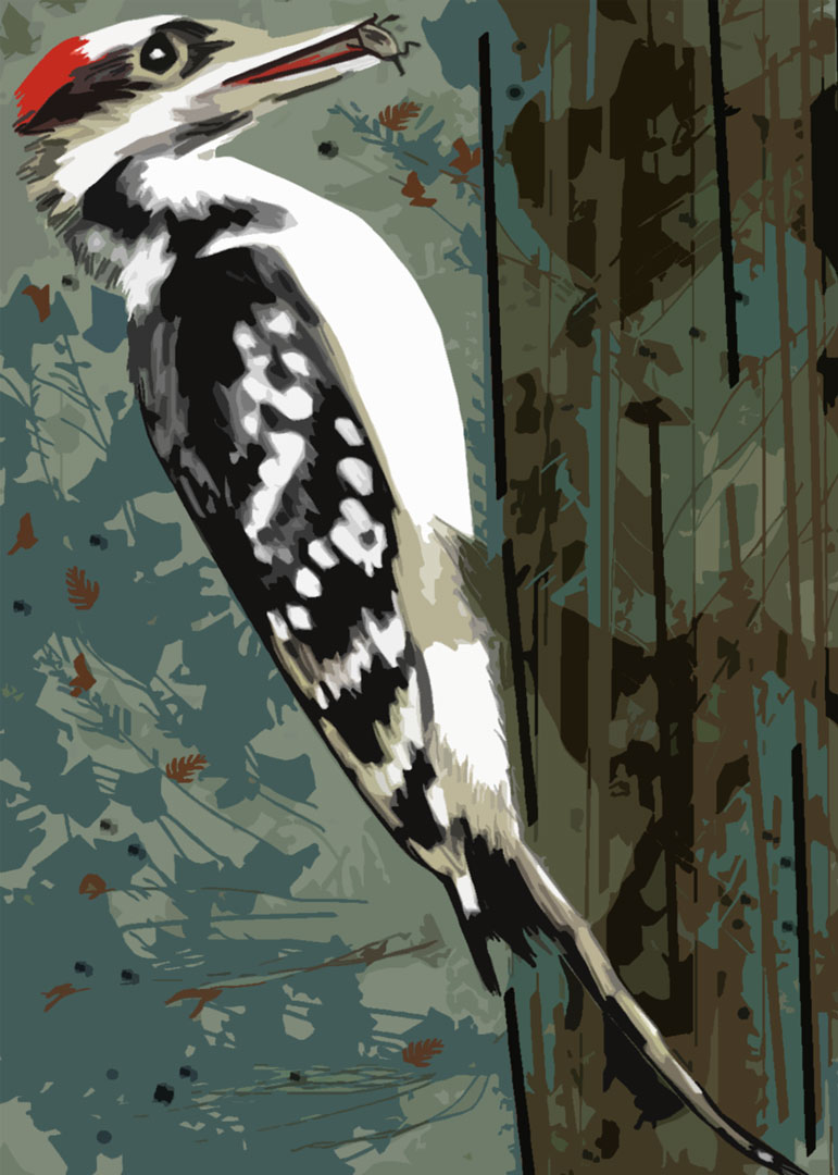 Hairy Woodpecker © 2025 Elizabeth G Fagan