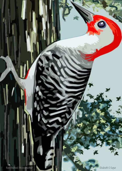 Red-Bellied Woodpecker © 2025 Elizabeth G Fagan