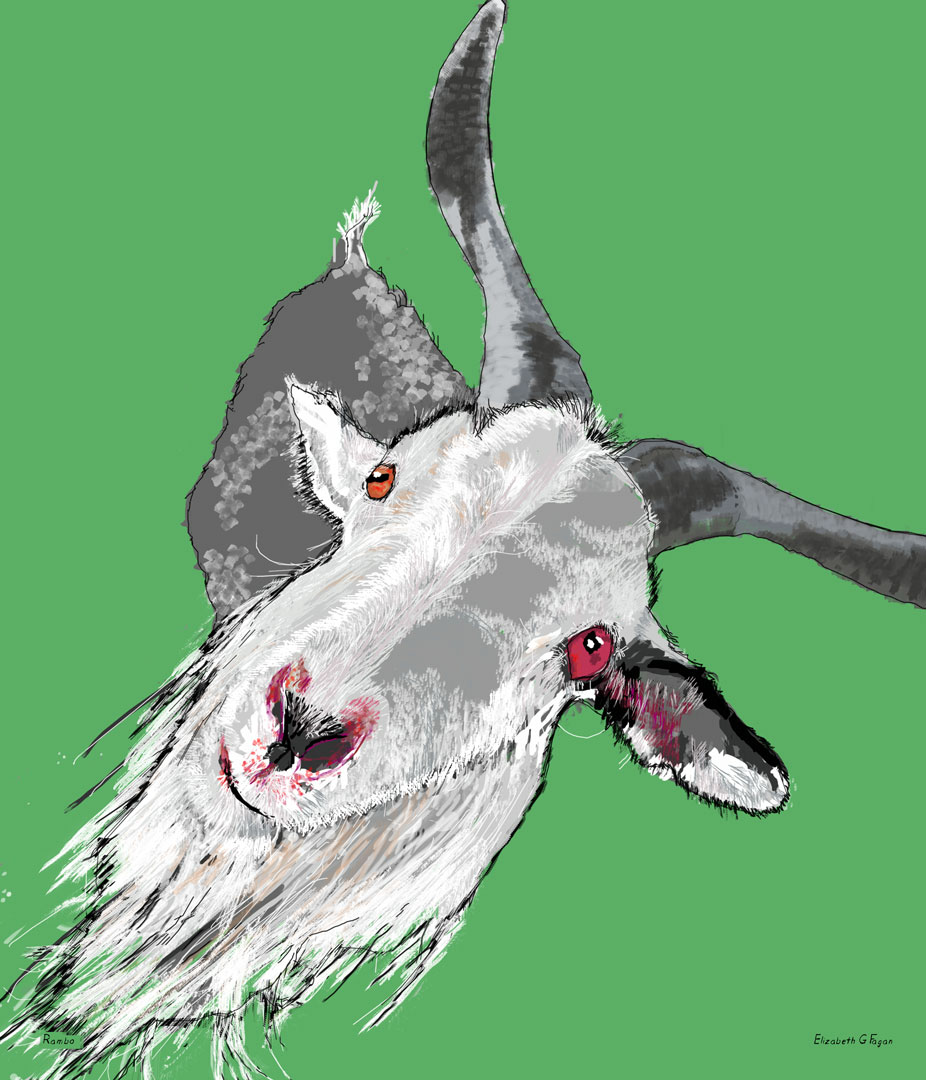 Rambo © 2025 Elizabeth G Fagan