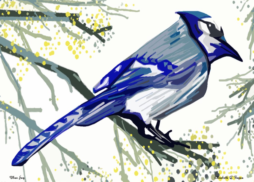 Blue Jay © 2025 Elizabeth G Fagan