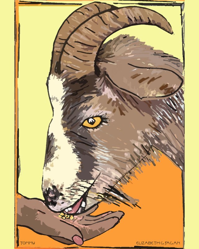 Tommy © 2025 Elizabeth G Fagan