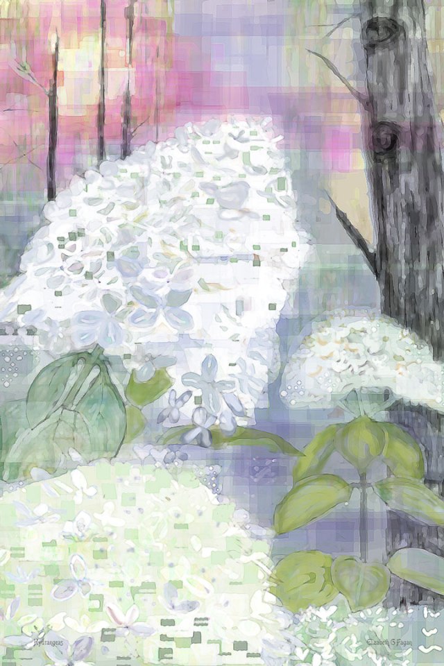 Hydrangeas © 2025 Elizabeth G Fagan