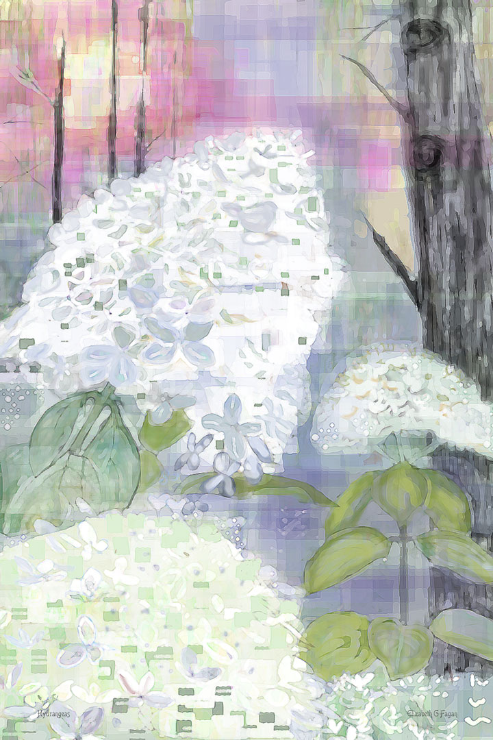 Hydrangeas © 2025 Elizabeth G Fagan